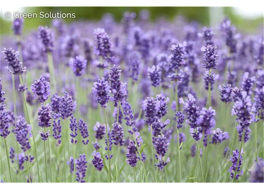 LAVANDULA ANGUSTIFOLIA 'HIDCOTE BLUE'