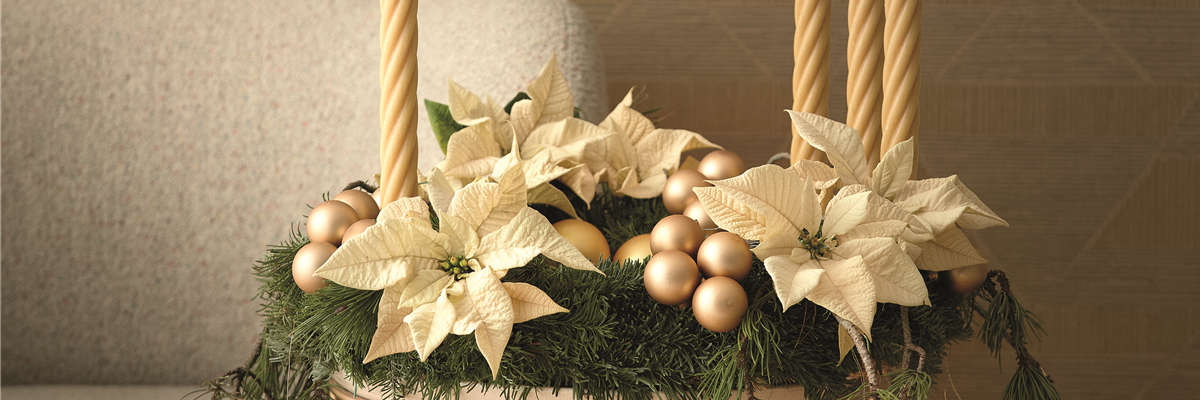 2024_Poinsettia_01000_Golden_Elegance_09_cmyk