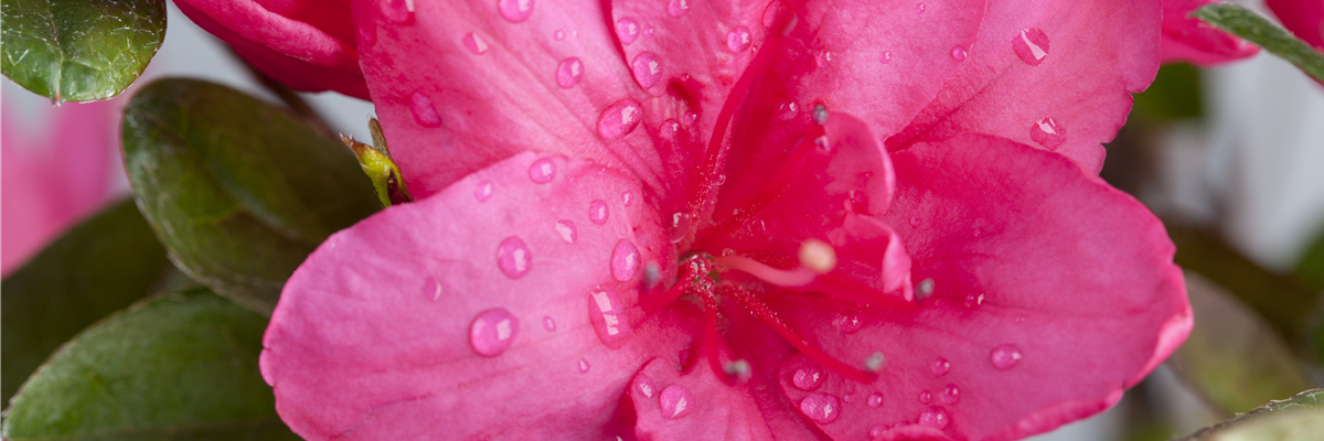 Rhododendron simsii, pink