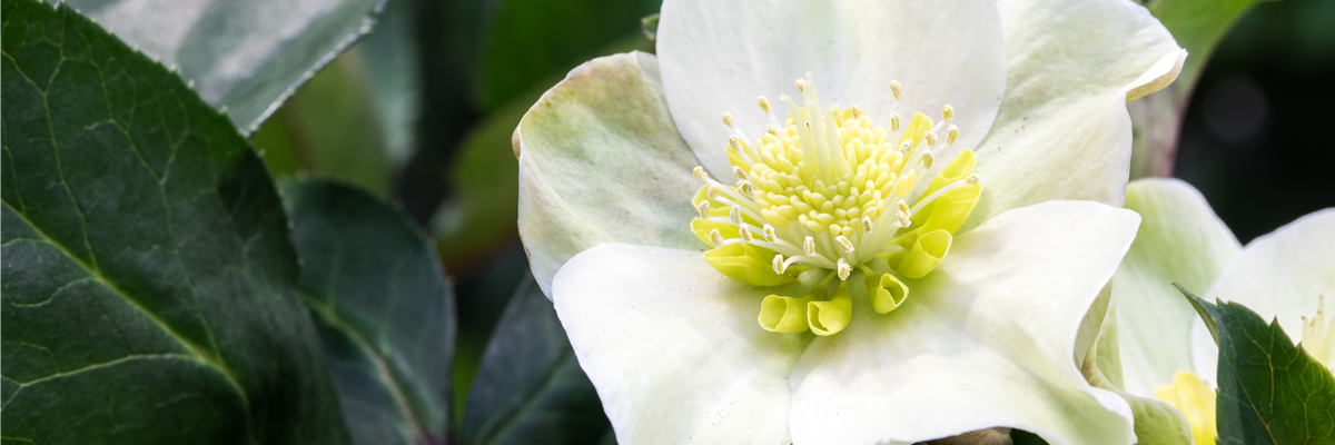 Helleborus x ericsmithii 'HGC Shooting Star'®