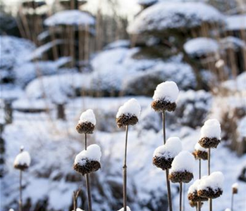 WEIHNACHTLICHE STIMMUNG IM GARTEN