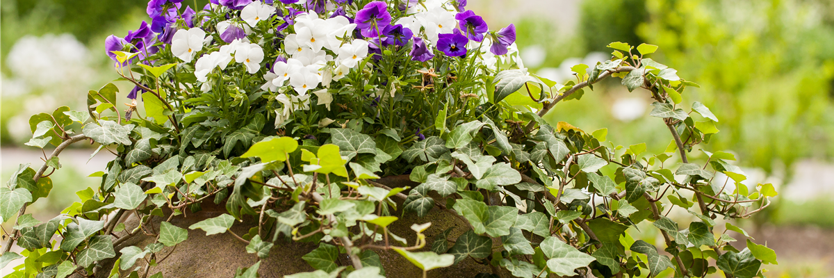 Viola cornuta